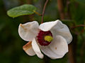 Magnolia sieboldii IMG_6757 Magnolia Siebolda